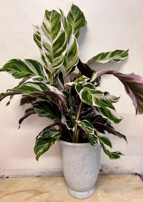 Calathea Pink Fusion