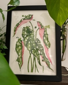 Begonia maculata Water colour