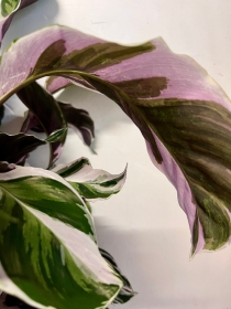 Calathea Pink Fusion