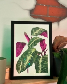 Calathea