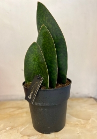 Sansevieria masoniana   Whale Fin Snakeplant